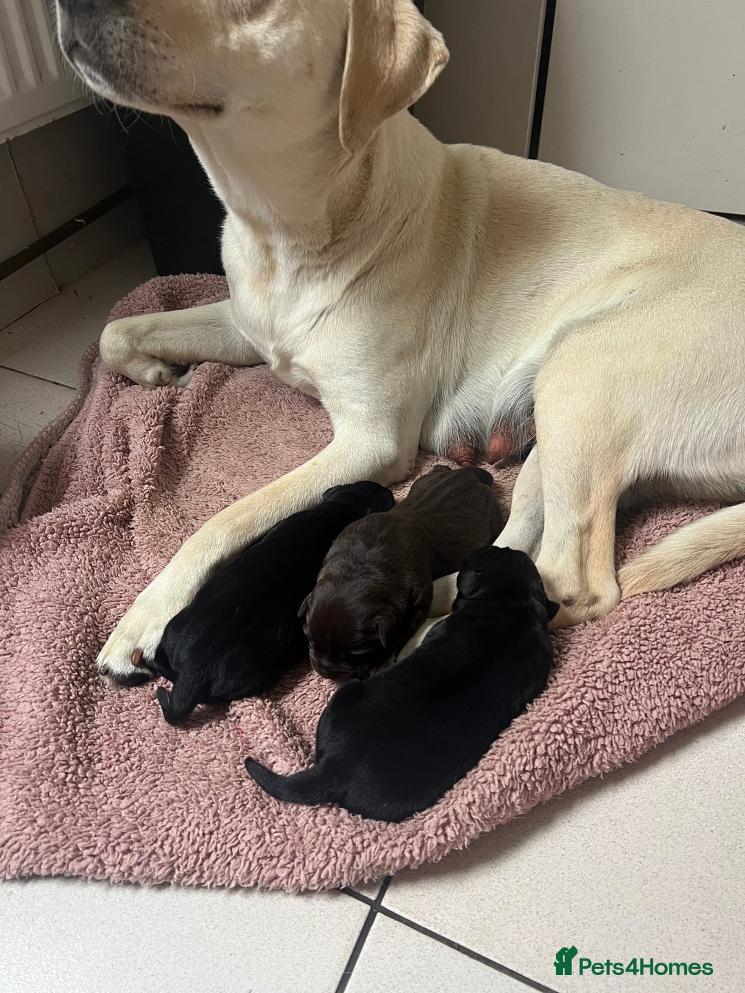 Labrador Retriever dogs for sale: Premium Labrador Puppies  - Image 5