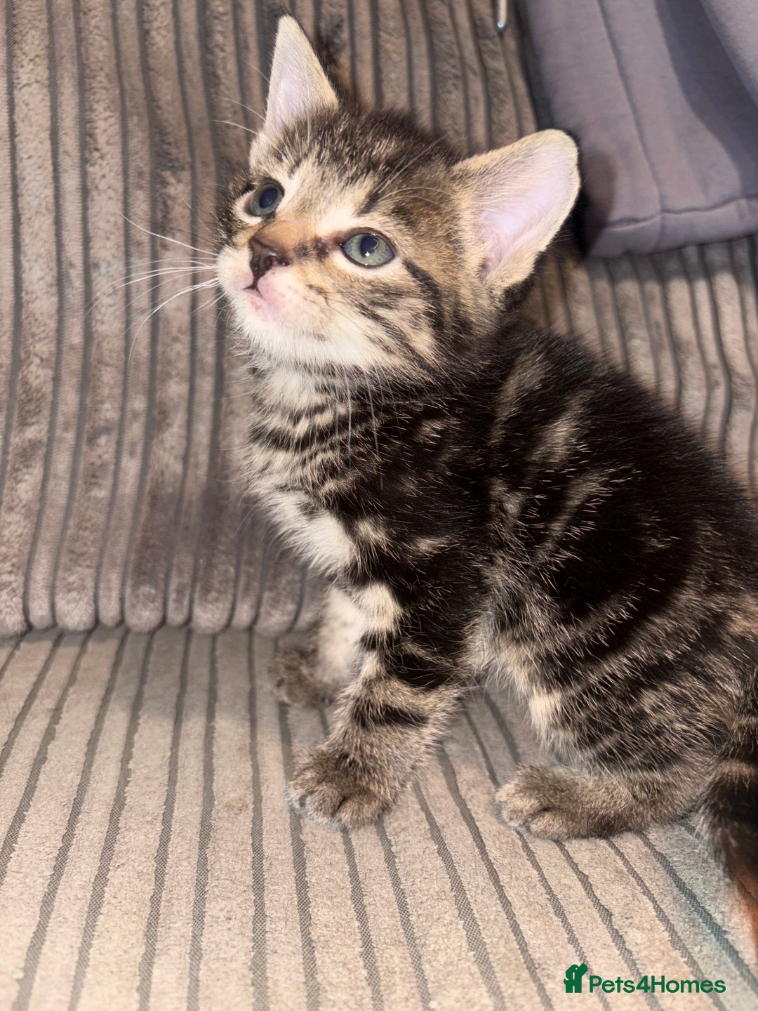 Domestic Shorthair cats for sale: 4 gorgeous Tabby kittens ready 26-1-26 - Advert 35