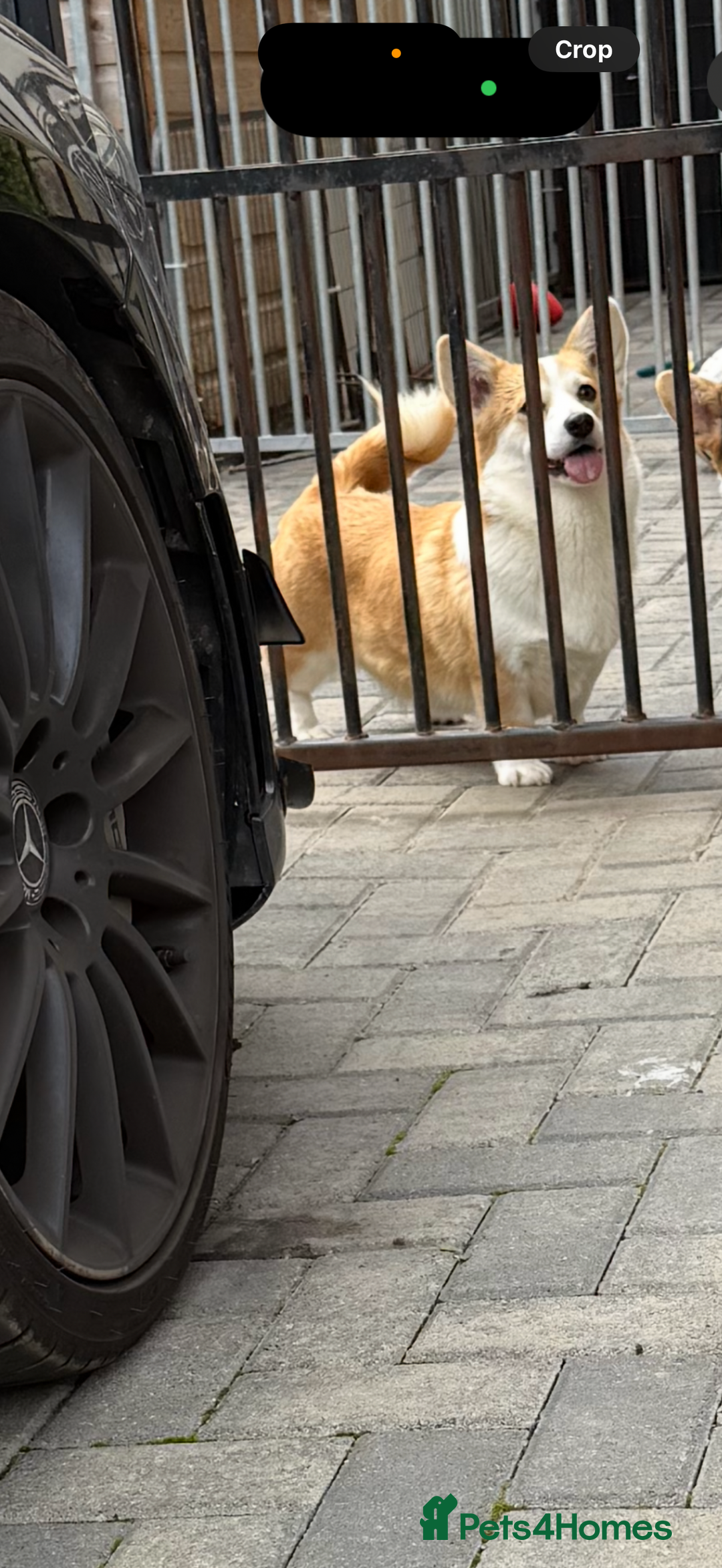 Welsh Corgi Pembroke dogs for sale: Kc adult girl for sale she is 2yrs old in February - Advert 4