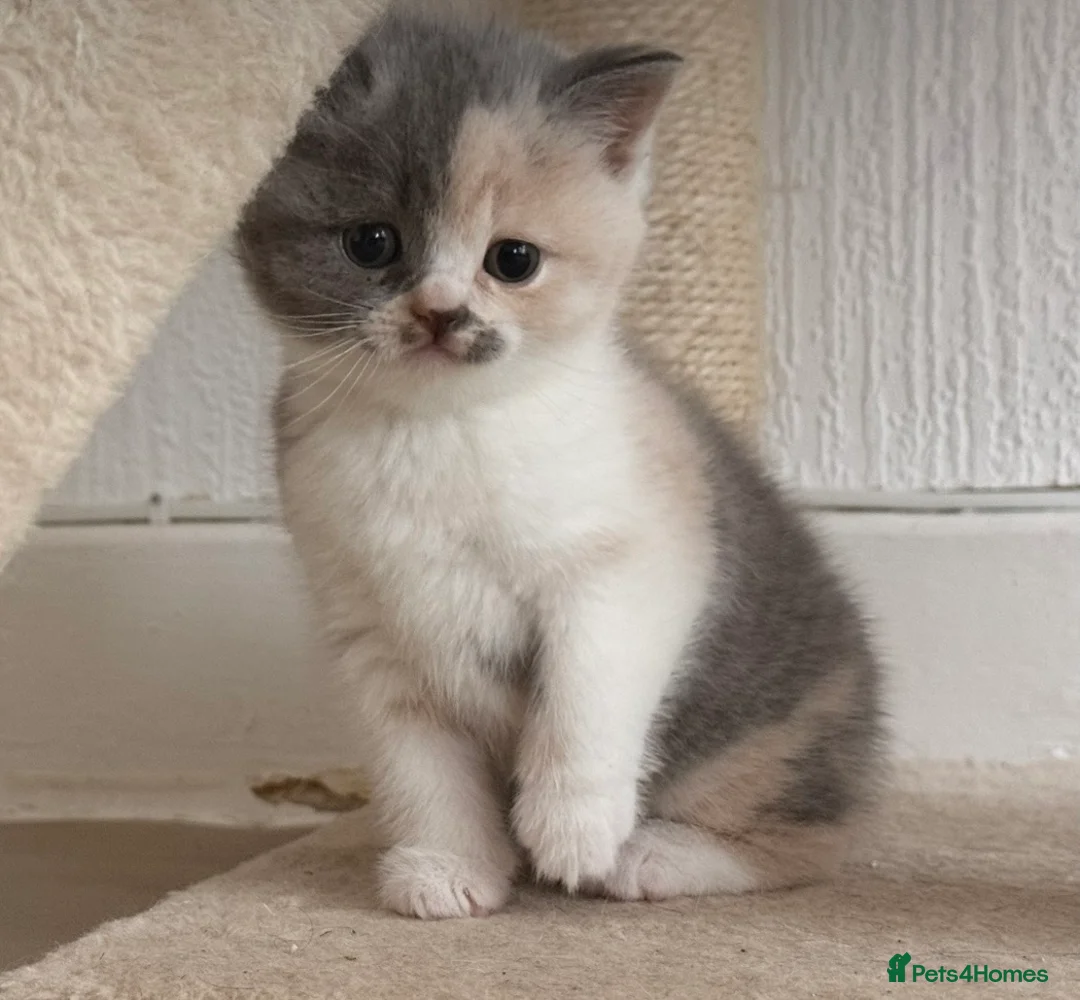 British Shorthair cats for sale:  Beautiful British Shorthair Kittens ✨🐾 - Advert 2