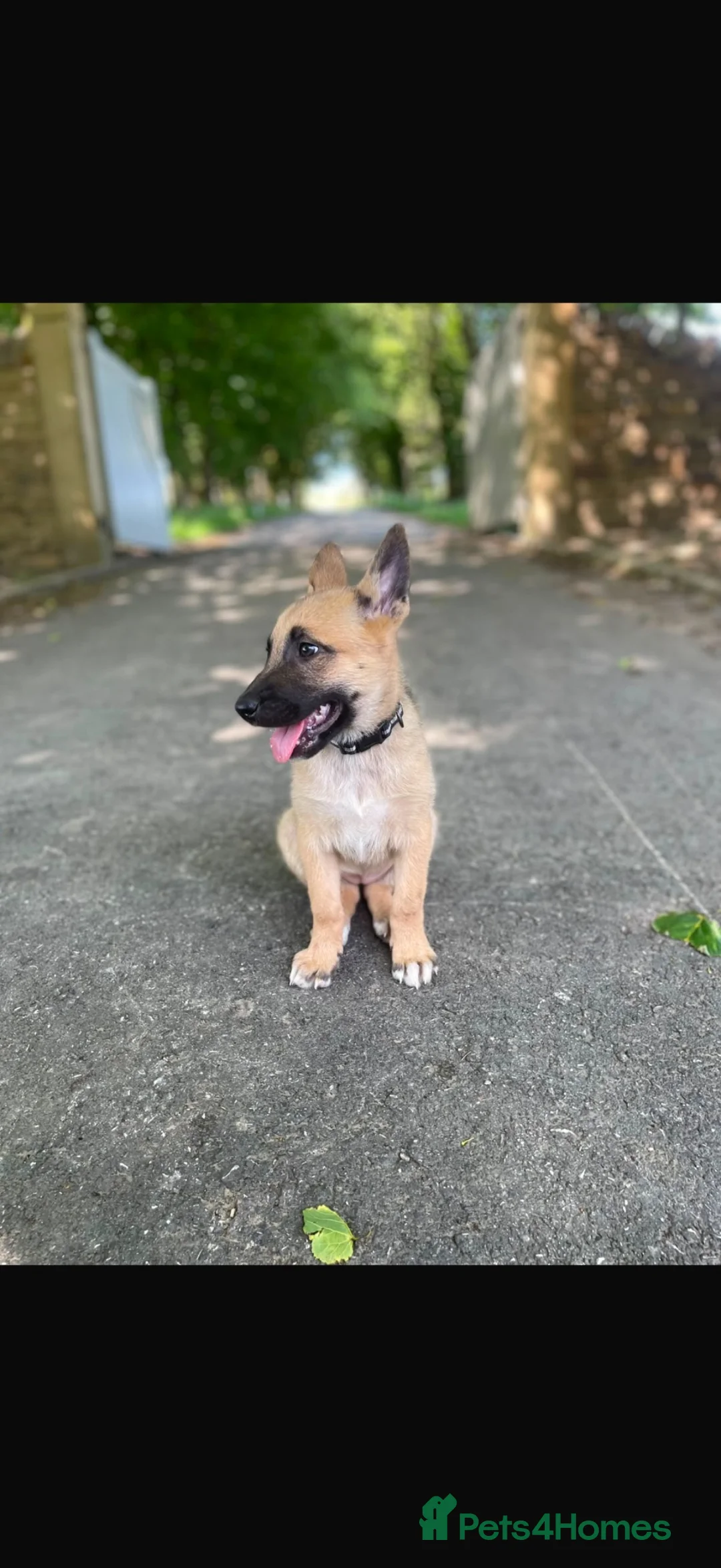 Belgian Shepherd Dog dogs for sale: Belgian Shepherd (Girl) Narla - Advert 2