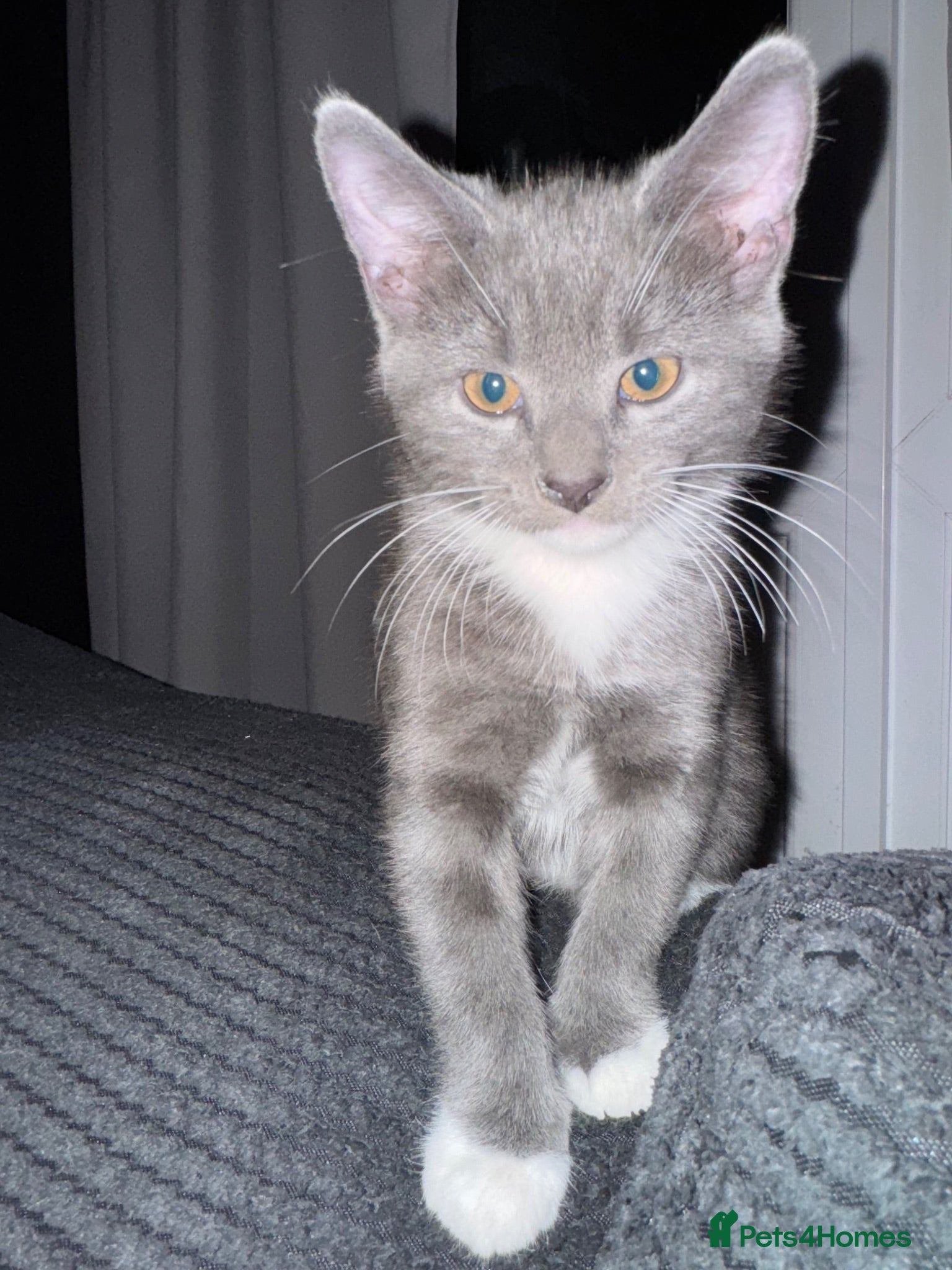Mixed Breed cats Beautiful grey / black and white  - Advert 15