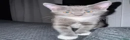 Mixed Breed cats for sale: Beautiful grey / black and white half Mainecoon  - Advert 3