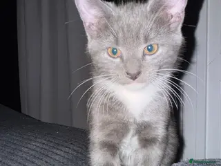 Mixed Breed cats Beautiful grey / black and white - Advert 15