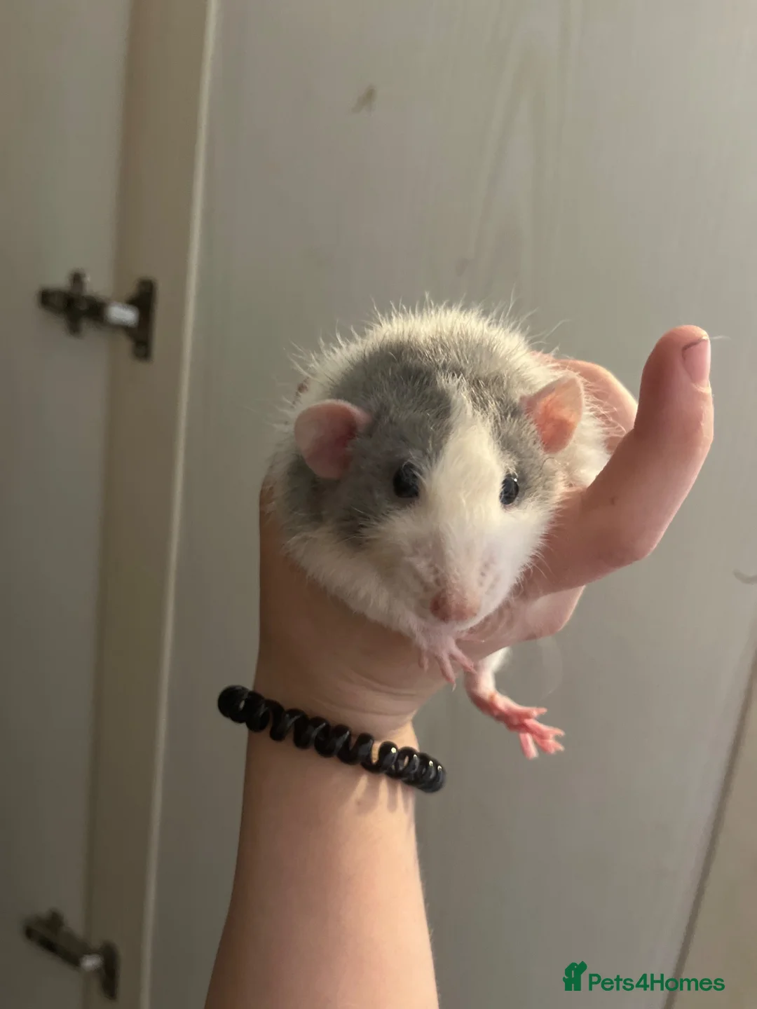 Rat rodents for sale: Dumbo Rex coat Rat  in Birmingham - Advert 2