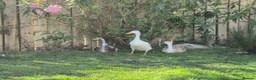 Ducks poultry for sale: 6 x Runner Duck Hatching Eggs - Ready now - Advert 3