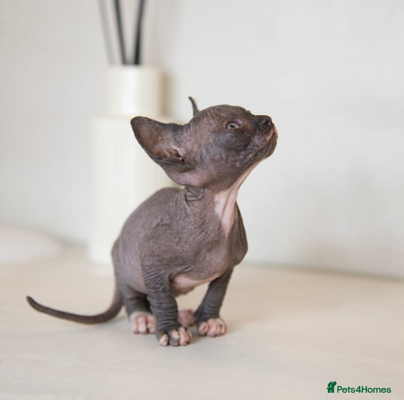 Sphynx cats for sale: Champion Sphynx kittens ready to go  - Advert 9