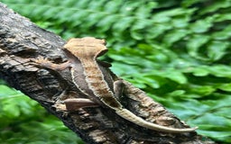 Gecko reptiles for sale: Baby Lilly White Crested Geckos - Image 11