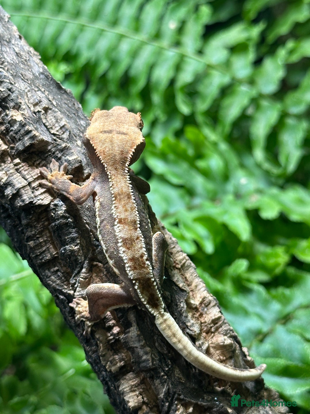 Gecko reptiles for sale: Baby Lilly White Crested Geckos - Image 11
