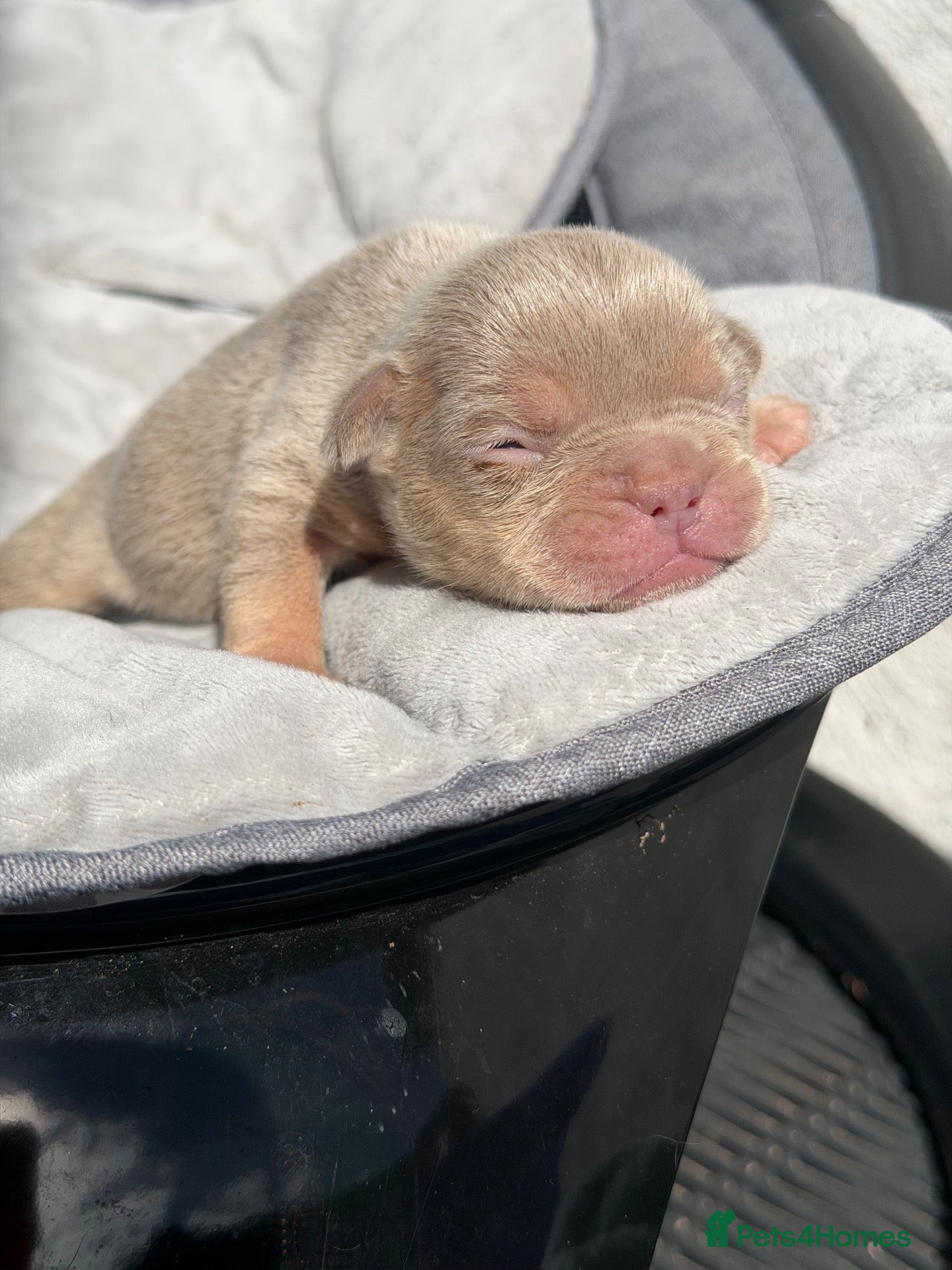 French Bulldog dogs New Shades Puppies/ DNA 🧬 Tested Parents  - Advert 1