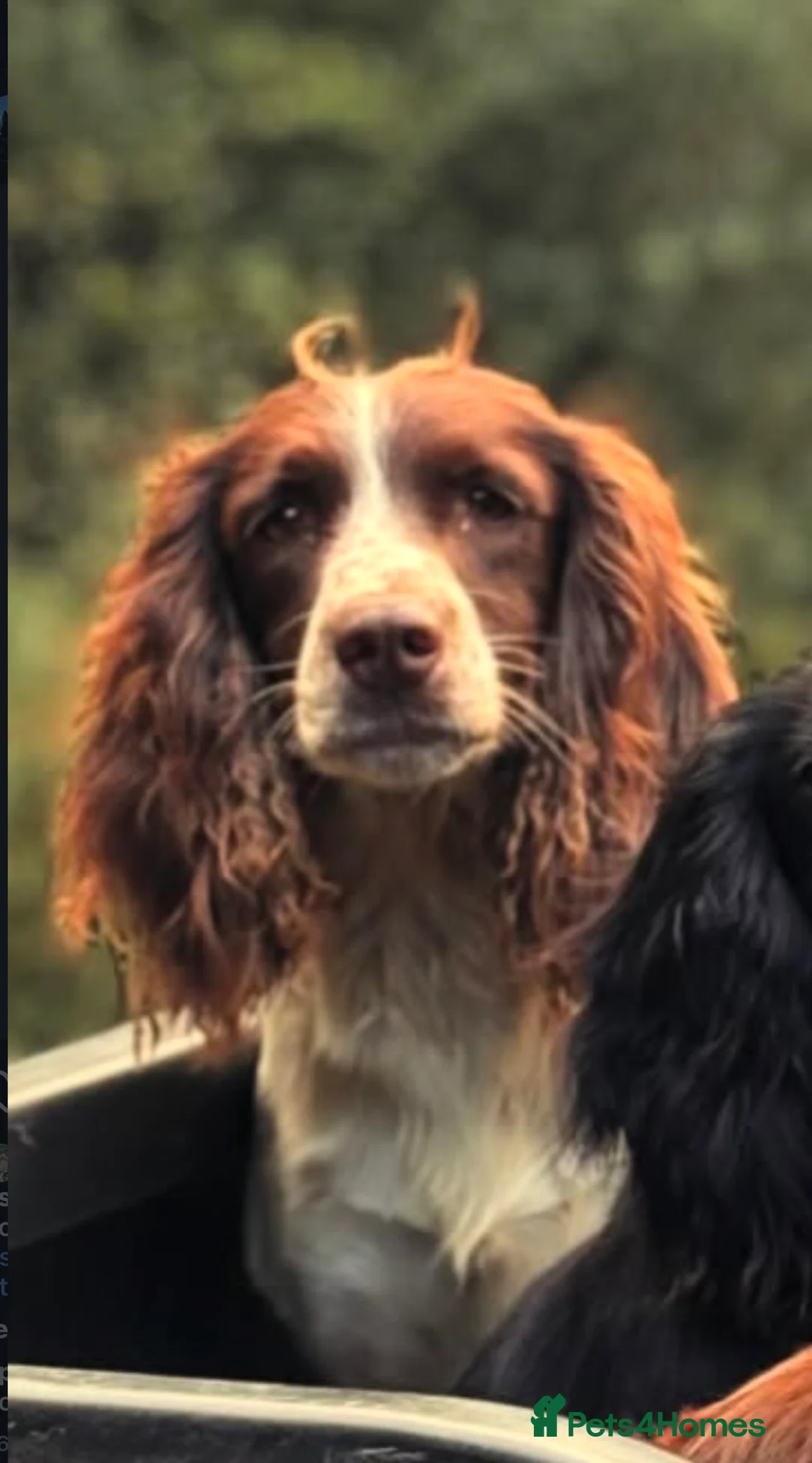 English Springer Spaniel dogs for sale: Floss - 4YO English Springer Spaniel - Advert 2