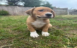 Mixed Breed dogs for sale: Pocket Bully x Labrador (Pocket Bullador) Puppies - Image 3