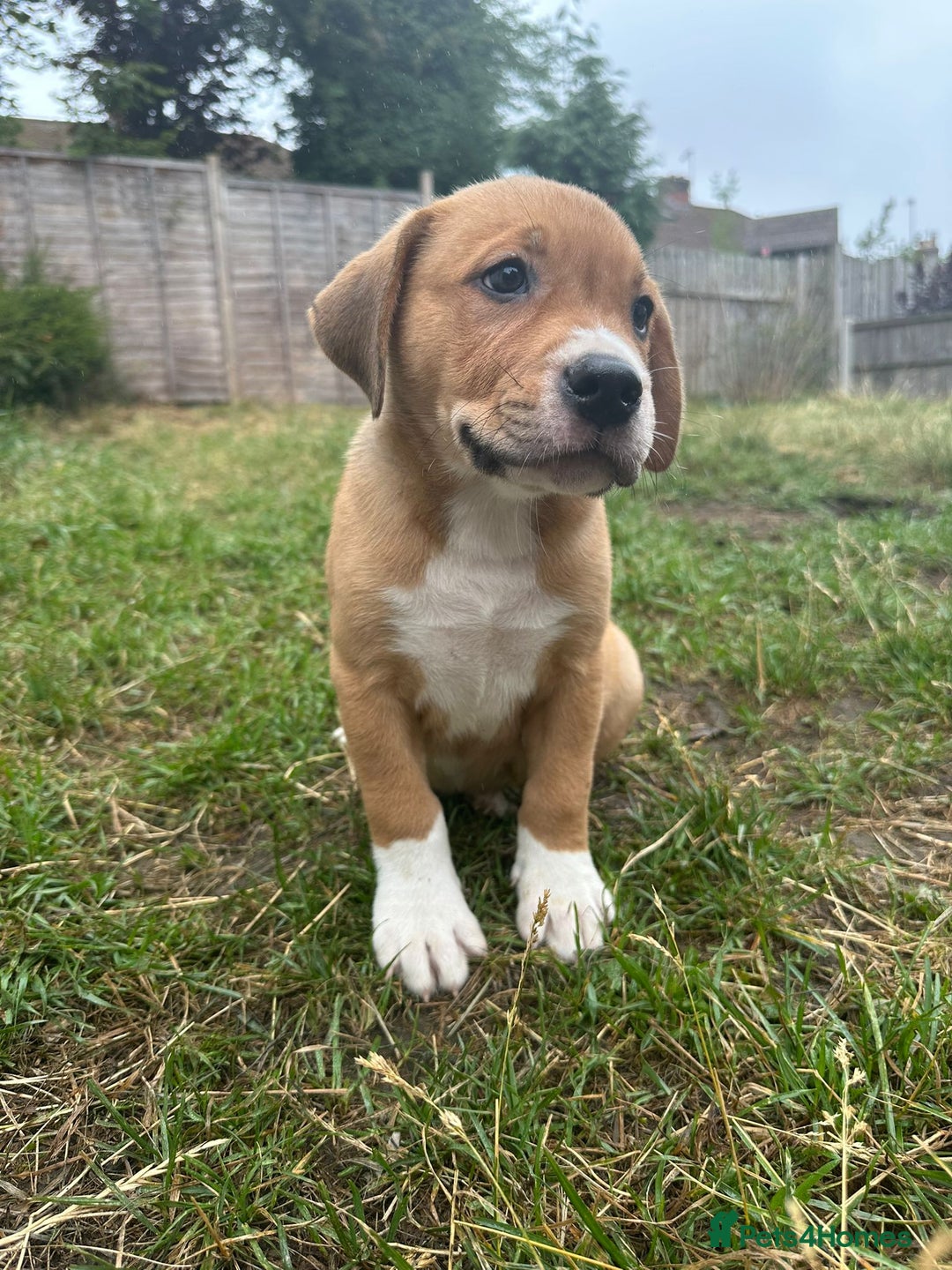 Mixed Breed dogs for sale: Pocket Bully x Labrador (Pocket Bullador) Puppies - Image 3