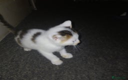 Bengal cats for sale: 2 boy and 2 girls  - Image 24