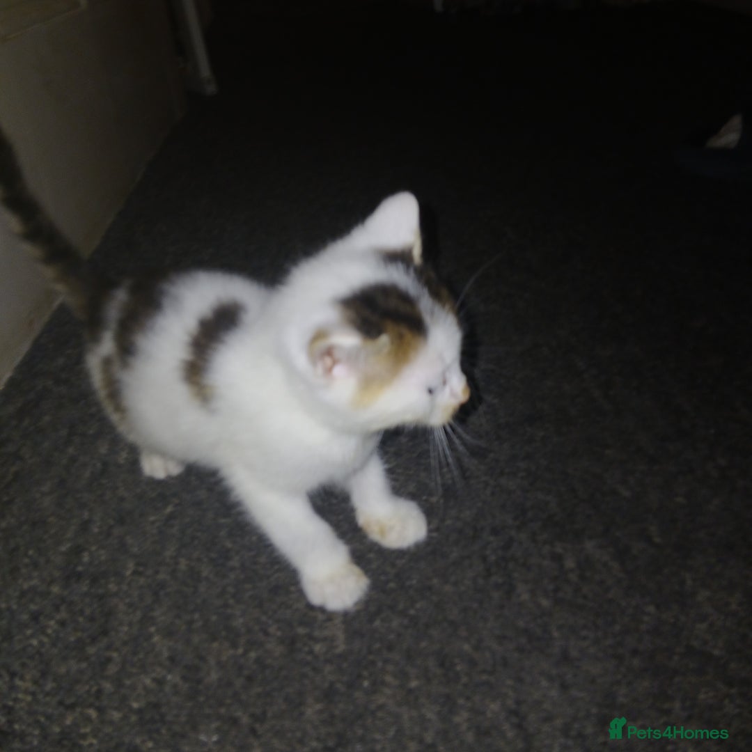 Bengal cats for sale: 2 boy and 2 girls  - Image 24