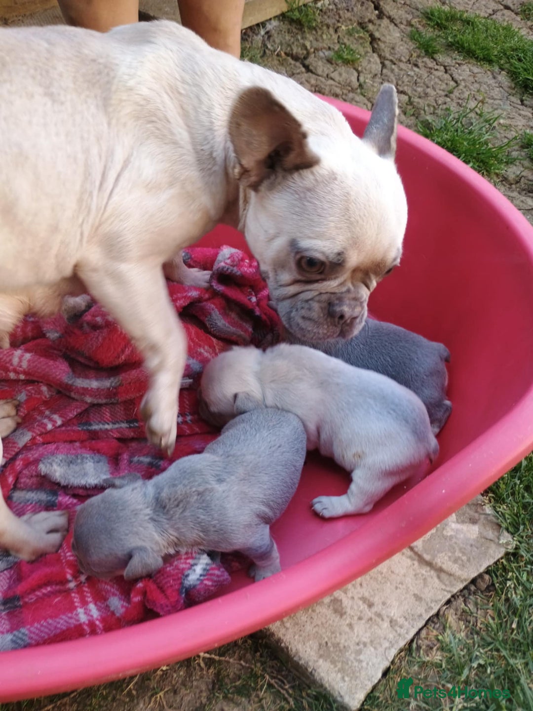 French Bulldog dogs for sale: French bulldog Izabella  - Image 13
