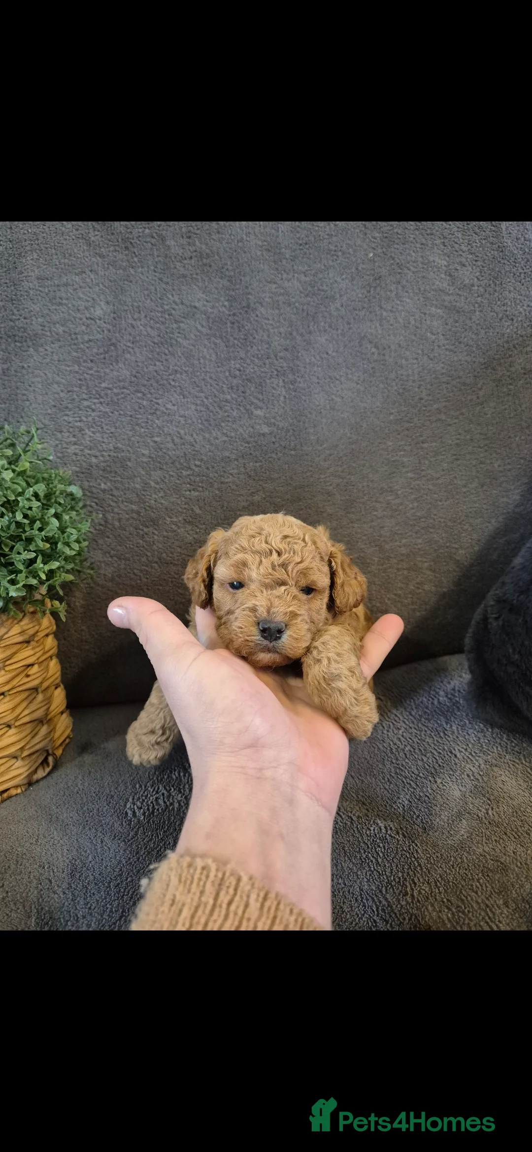 Cavapoo dogs for sale: Beautiful F1B Cavapoo Puppies - Advert 8