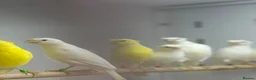 Canaries birds for sale: Rylander canaries - Advert 4