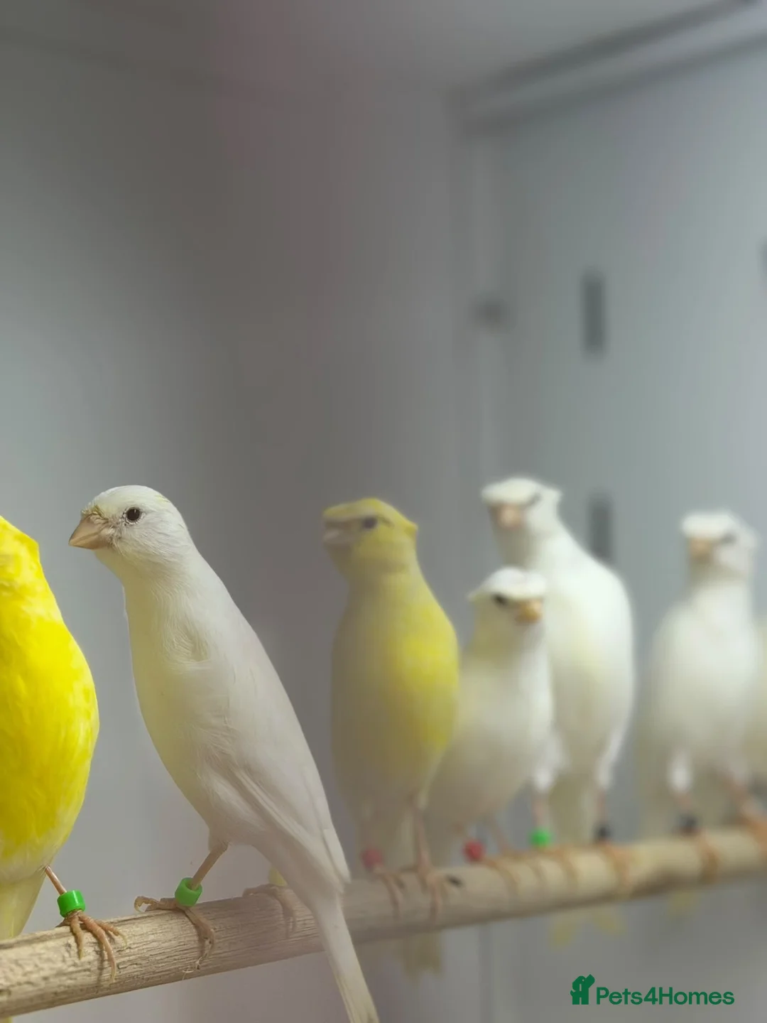 Canaries birds for sale: Rylander canaries - Advert 4