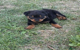 Rottweiler dogs for sale: 🐾 Adorable Rottweiler Puppy for Sale  🐾 - Image 2