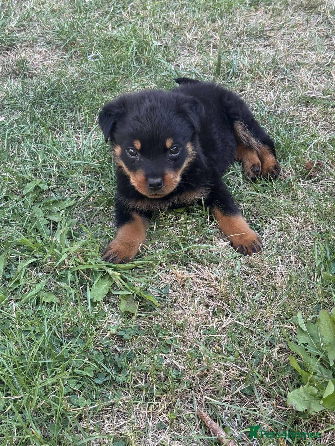 Rottweiler dogs for sale: 🐾 Adorable Rottweiler Puppy for Sale  🐾 - Image 2