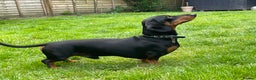 Dachshund dogs for stud: Smooth mini Dachshund  in Horsham - Advert 4