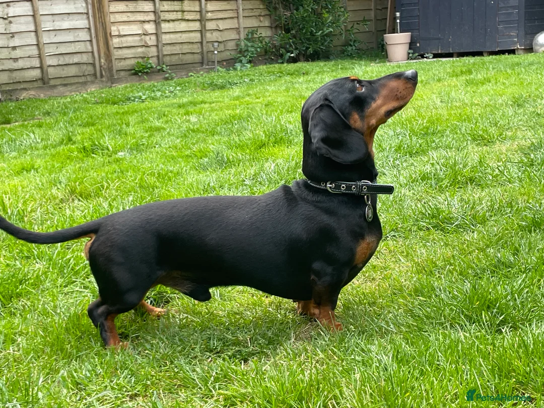 Dachshund dogs for stud: Smooth mini Dachshund  in Horsham - Advert 4