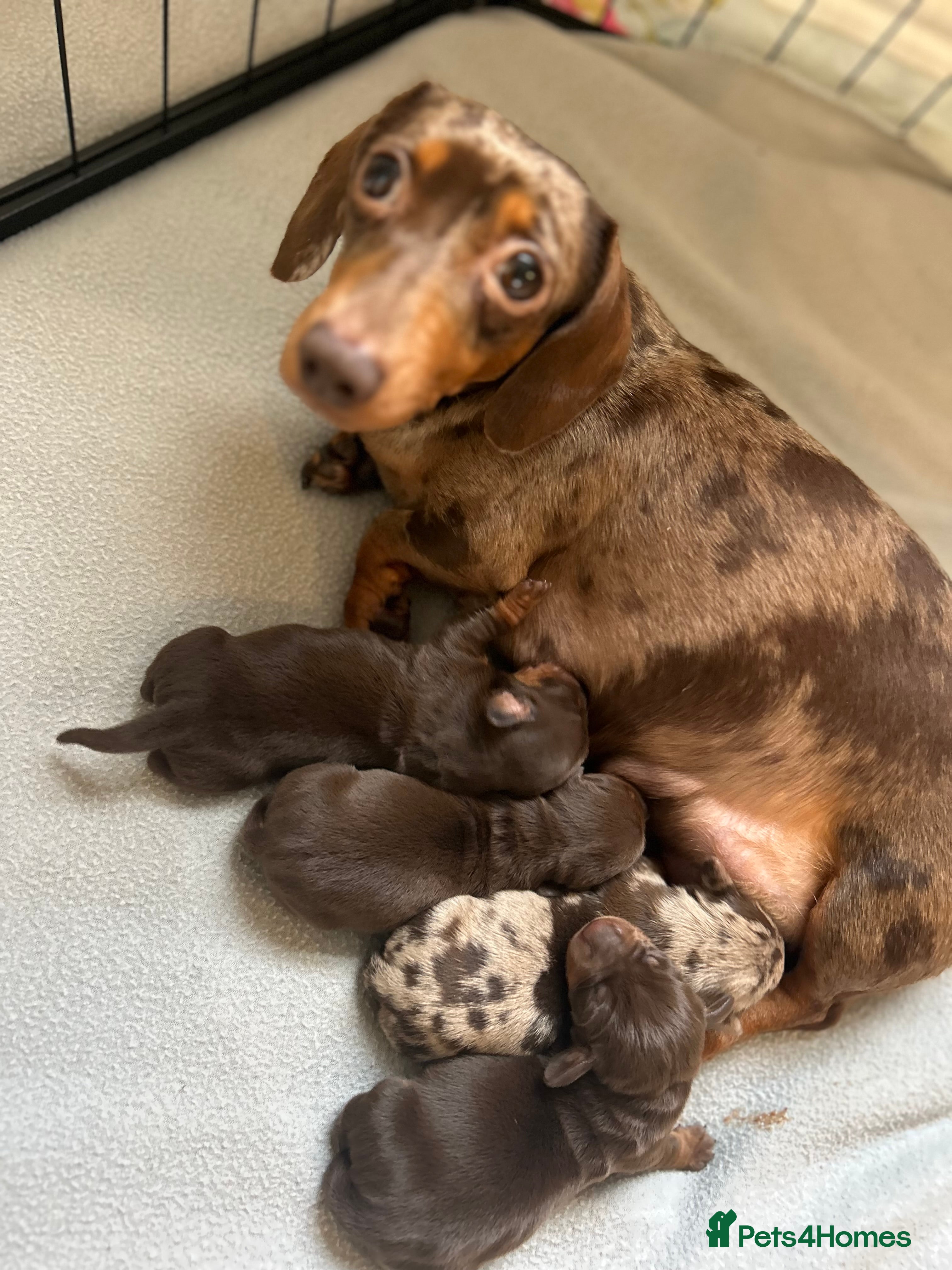 Miniature Dachshund dogs Stunning litter of Miniature Dachshund Puppies  - Advert 17