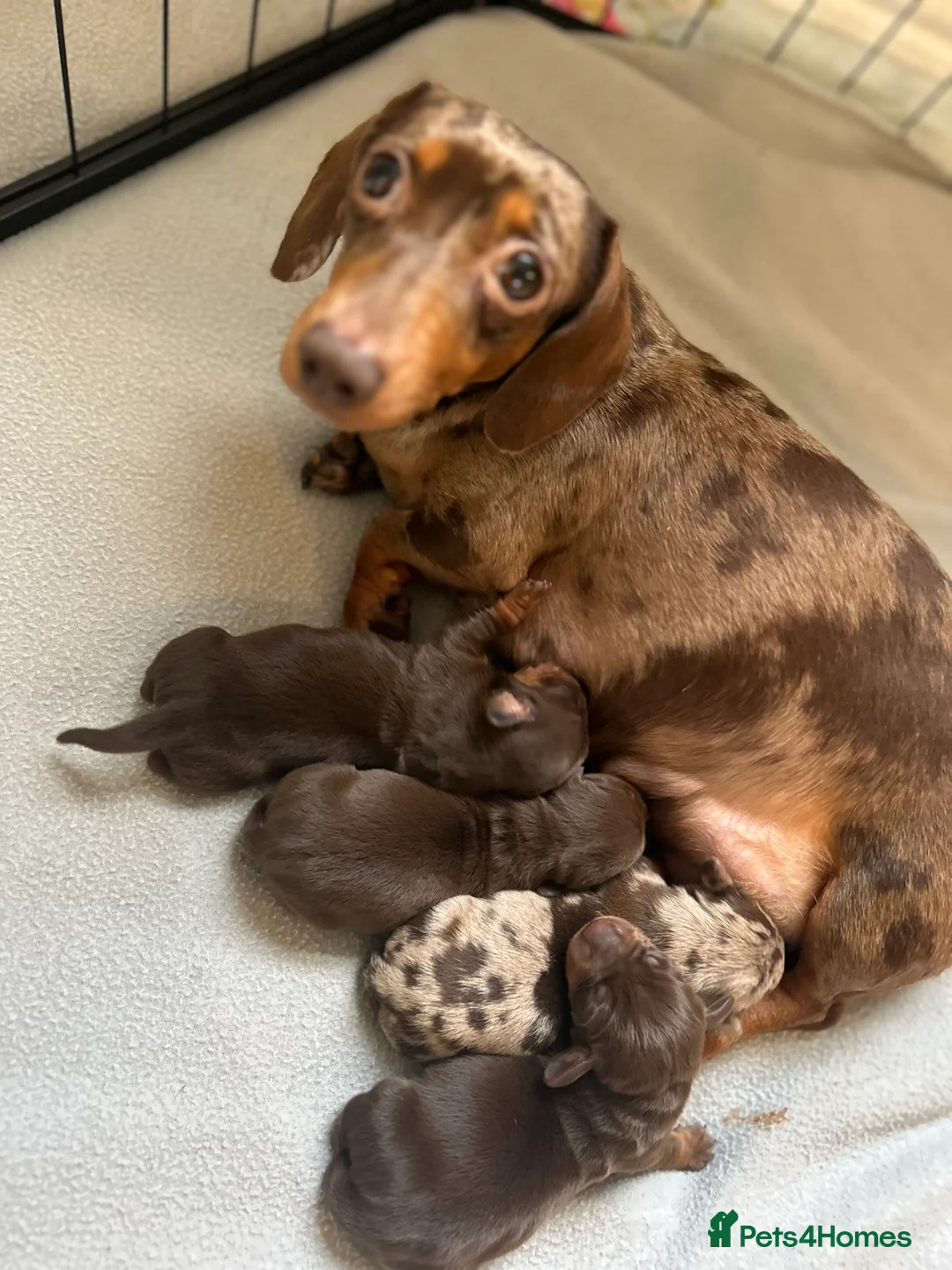 Miniature Dachshund dogs for sale: Stunning litter of Miniature Dachshund Puppies  - Advert 1
