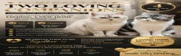 British Shorthair cats for sale: Beautiful Pair of British Shorthair Cats in Birmingham - Advert 6