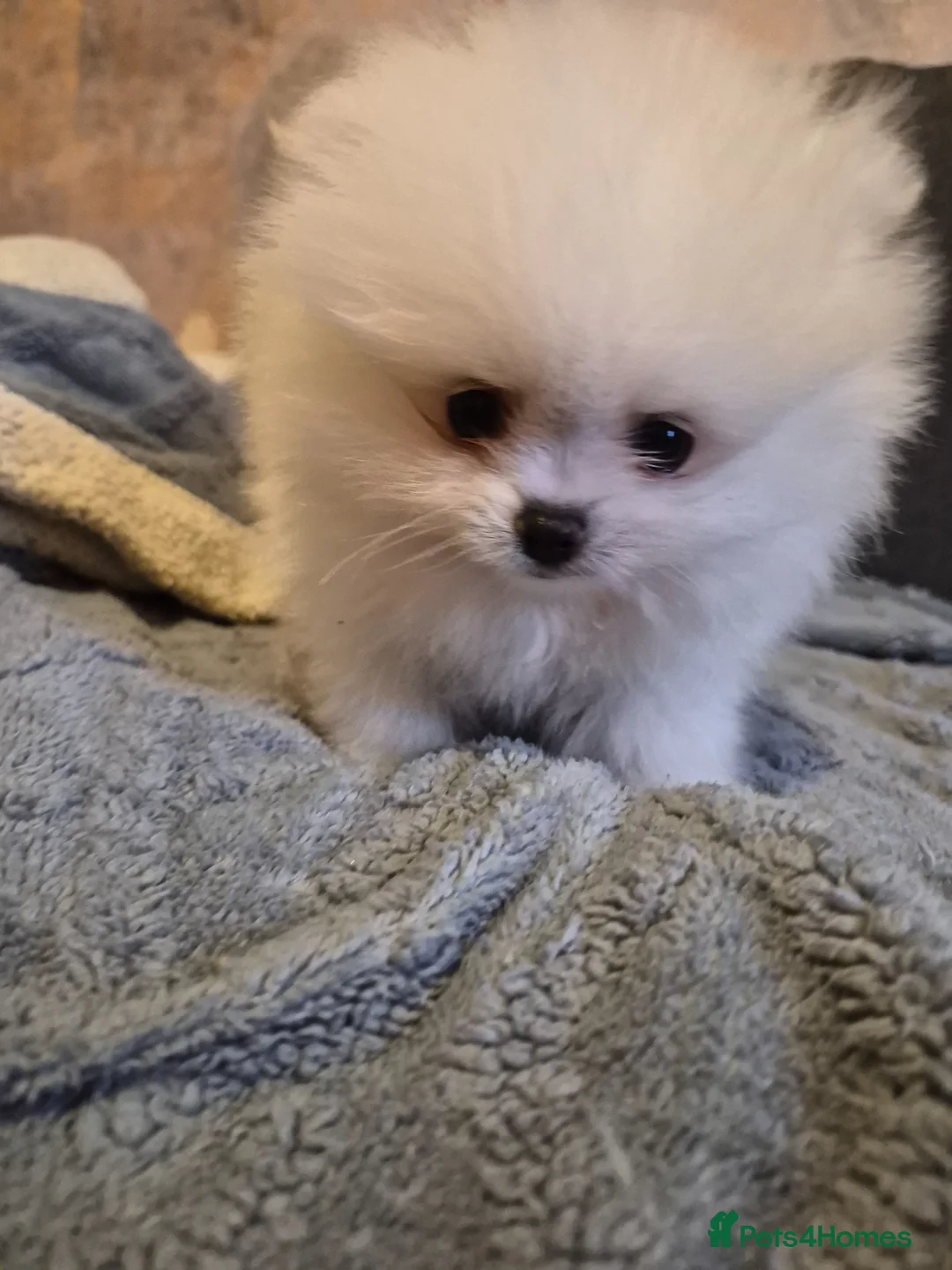 Pomeranian dogs for sale: White pomeranian tady bears in Castleford - Advert 8