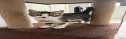 Bengal cats for sale: Stunning Bengal cross boy  - Advert 7