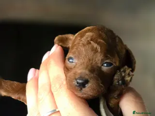 Toy Poodle dogs Asian toy poodle - Advert 1