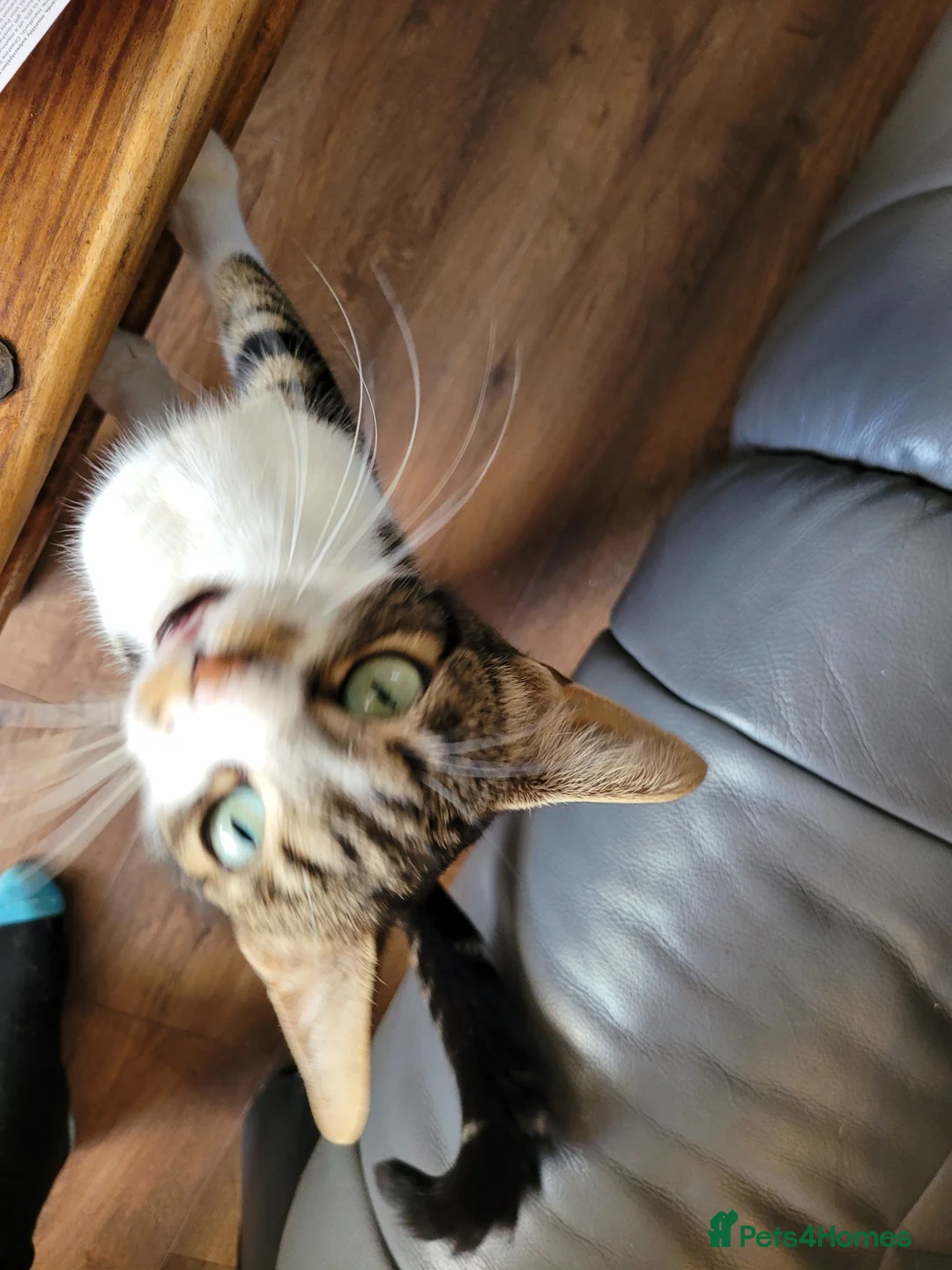 Mixed Breed cats for sale: 2 adorable girls and 1 boy - Advert 19