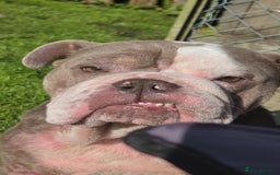 English Bulldog dogs for sale: English Bulldog 4yr old - Image 2