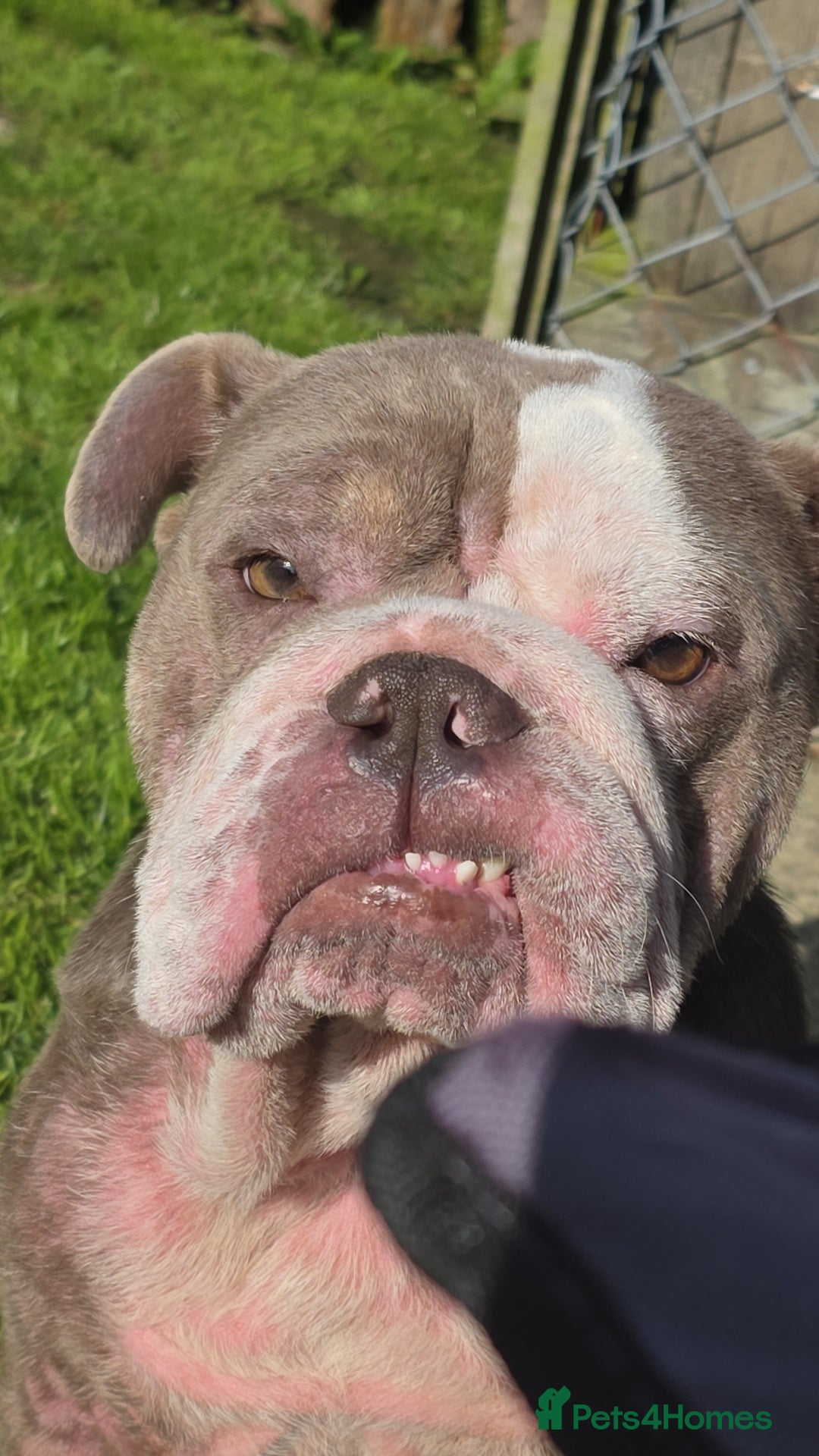 English Bulldog dogs for sale: English Bulldog 4yr old - Image 2