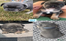 French Bulldog dogs for sale:  French bulldogs looking for their forever home in Lincoln - Image 4