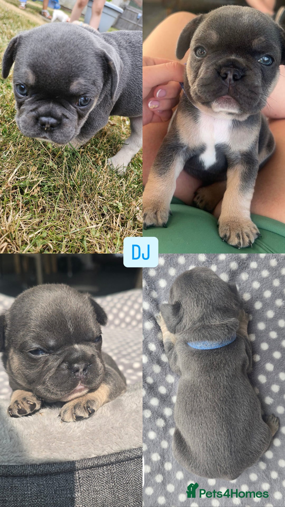 French Bulldog dogs for sale:  French bulldogs looking for their forever home in Lincoln - Image 4