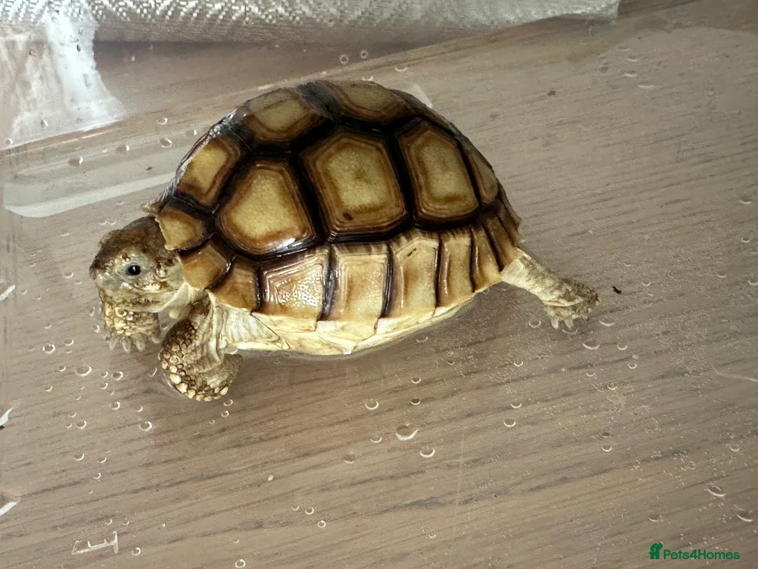 Tortoise reptiles for sale: Sulcata tortoise  - Advert 7