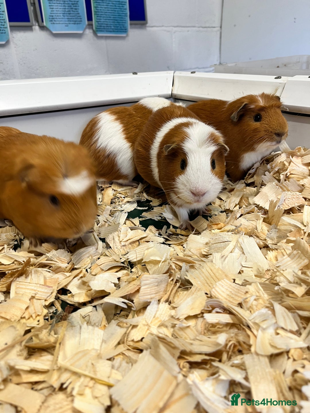 Guinea Pig rodents for sale: Four Handsome Guinea pigs - Advert 3