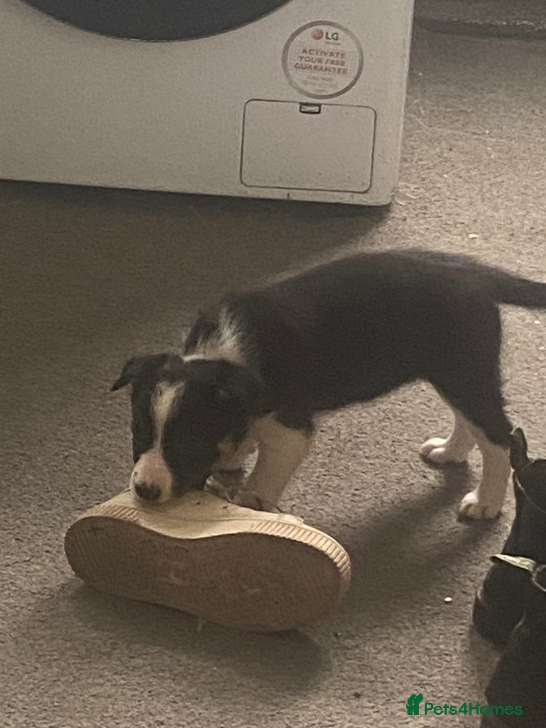 Border Collie dogs for sale: Border collie puppies - Image 9