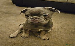 Frug dogs for sale: Frug Puppies Ready Now - Advert 5