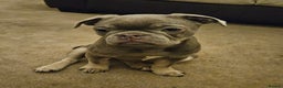 Frug dogs for sale: Frug Puppies Ready Now - Advert 5