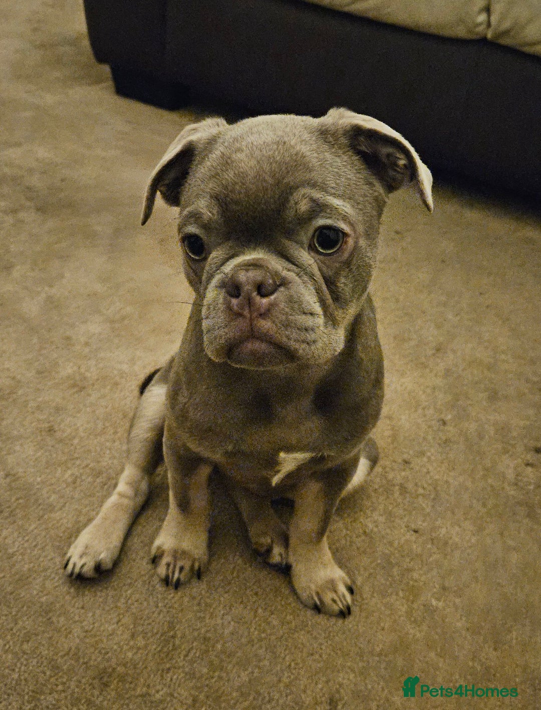 Frug dogs for sale: Frug Puppies Ready Now - Advert 5