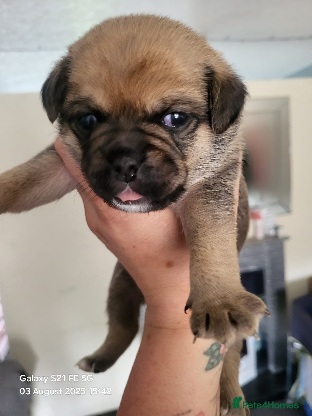 Jug dogs for sale: Jug puppies  - Image 4