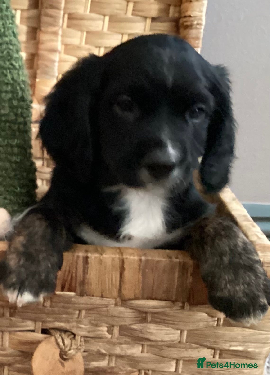 Mixed Breed dogs 👑 Rare Royal Springhound (Springlier) puppies 👑 - Advert 2