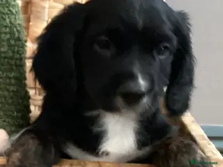 Mixed Breed dogs 👑 Rare Royal Springhound (Springlier) puppies 👑 - Advert 2