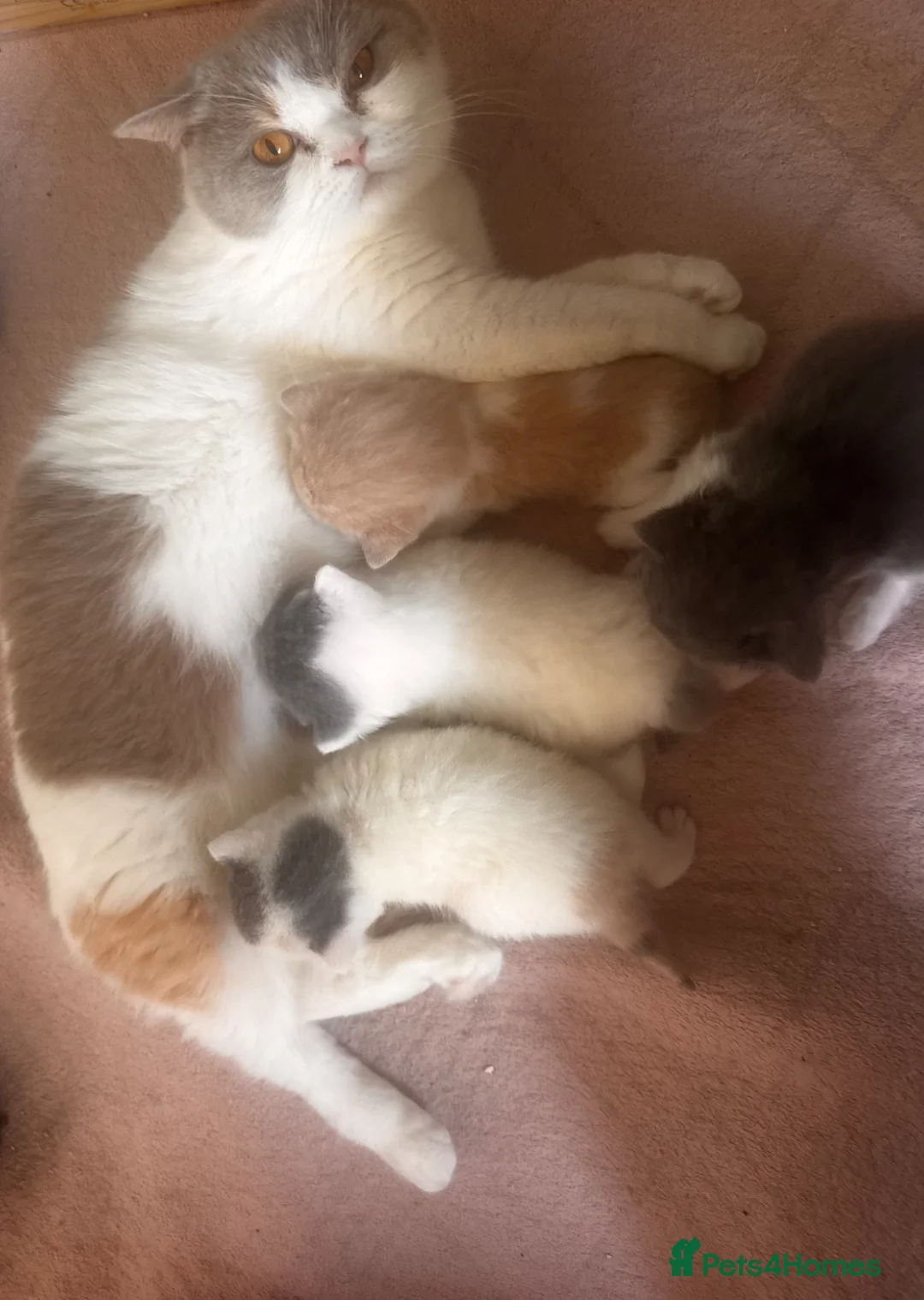 British Shorthair cats for sale: Gorgeous British shorthair and longhair💙💖🏆🏆 - Advert 2