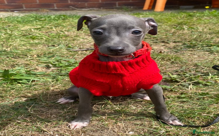 Italian Greyhound dogs - Advert 7