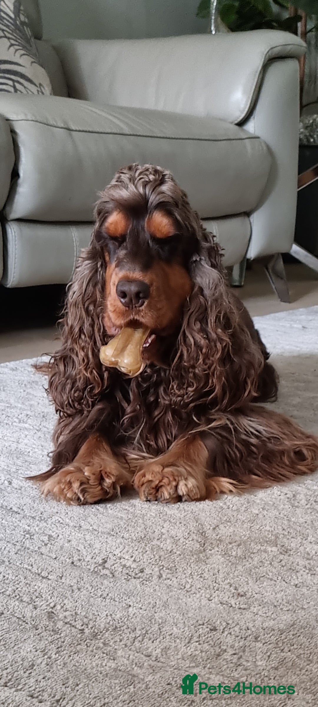 Cocker Spaniel dogs for stud: SHOW COCKER SPANIEL 🐕 health tested stud  in Brentwood - Advert 9